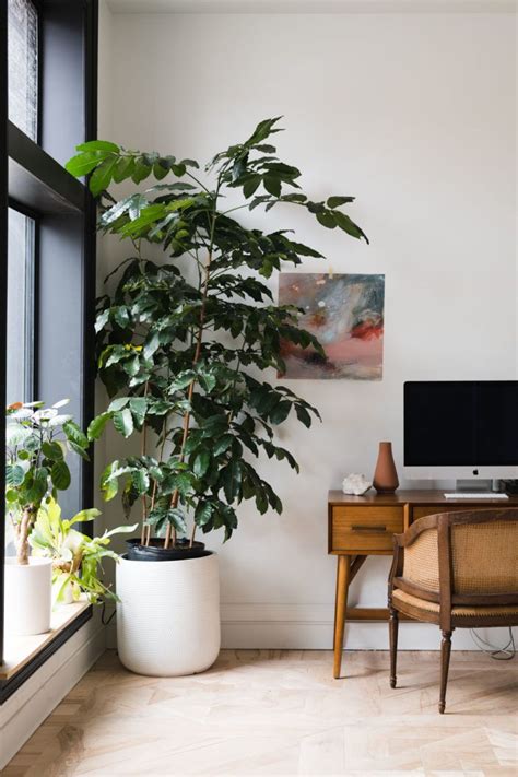 A Complete Guide To Lighting For Your Indoor Plants Quiz