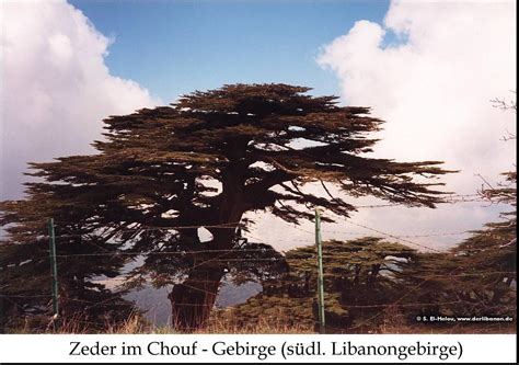 Libanon-Zedern (cedrus libani)