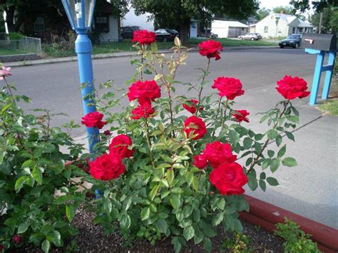 My Rose Bush Mr Lincoln Mr Lincoln Rose Planting Roses Rose