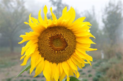 Total 91 Imagen Petalos De Girasol Abzlocalmx