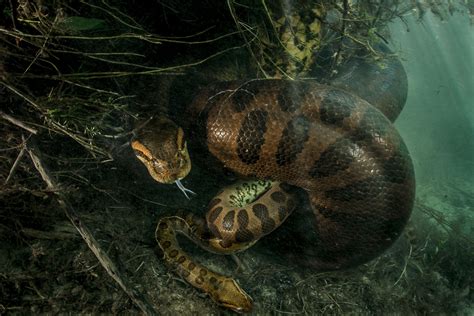 Green Anaconda Snake Eating
