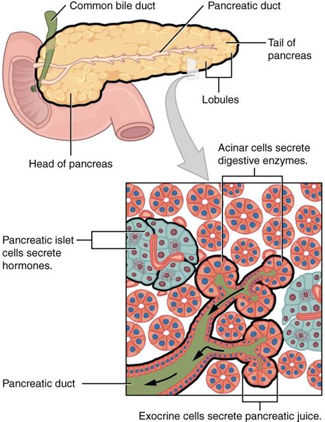 Accessory Organs In Digestion The Liver Pancreas And Gallbladder Anatomy And Physiology