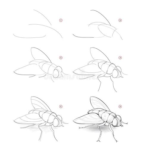 How To Draw Sketch Of Fly Creation Step By Step Pencil Drawing Of