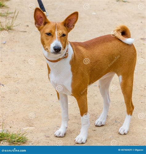 Hunting Dog Basenji Breed Stock Image Image Of Cute 40760429