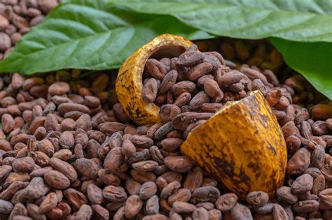 Tecnología Superior En Producción De Cacao Corporación Formados Cf