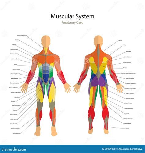 Illustration Des Muscles Humains Exercice Et Guide De Muscle Formation
