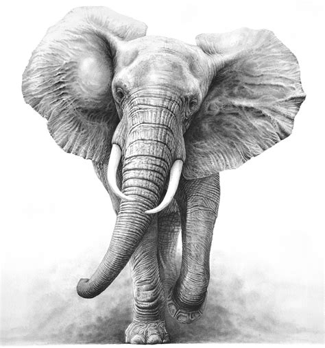 Elephant Sketch Elephant Tattoos Elephant Drawing