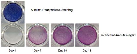 Osteogenesis Culture Kit Cosmo Bio Co Ltd