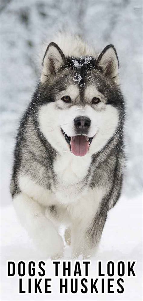 Dogs That Look Like Huskies Which Will Be Your Favorite