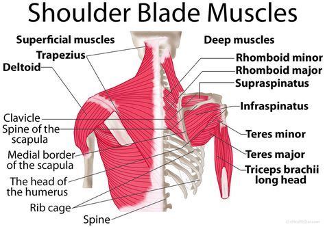 Free access interactive and dynamic medical illustration of the shoulder's muscles : Shoulder blade (scapula) muscles: origin, insertion ...