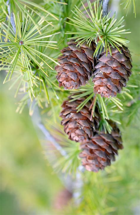 Pine Nut Prosperity Tree Spirit Wisdom