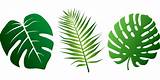 Similar with vector leaves png. Leaves Tropical Palms · Free vector graphic on Pixabay
