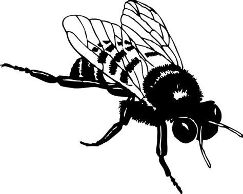 Bumble Bee Outline Clipart Best