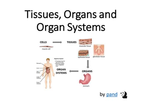 Cells Tissues Organs And Organ Systems Presentation By Pand