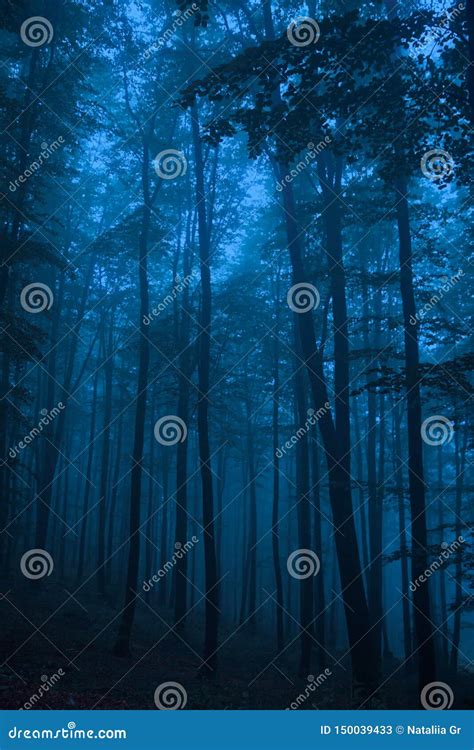 Foggy Forest In Blue Colors Stock Image Image Of Foggy Misty 150039433