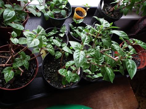 Fuchsia Survivors Grows On You