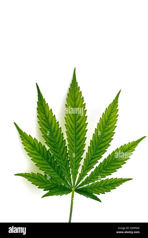 Cannabis Hi Res Stock Photography And Images Alamy