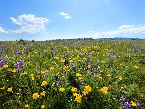 Field Of Wildflowers At Yellowstone National Park Smithsonian Photo