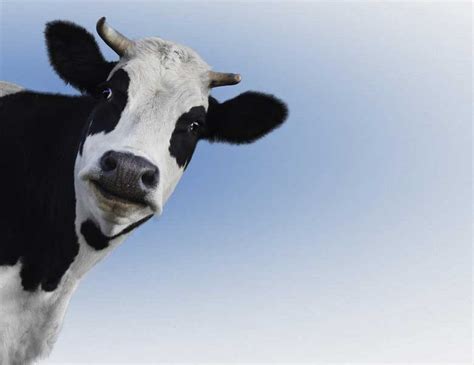 Ausmalbild frosch dankesbilder kostenlos ausmalen. Poster Fototapete selbstklebend Tiere Kuh Schwarz Weiß