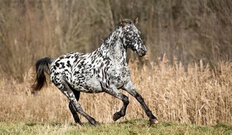 11 Black And White Horse Breeds With Photos Helpful Horse Hints