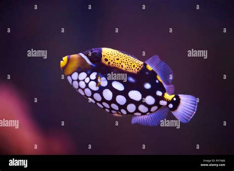 Clown Triggerfish Balistoides Conspicillum In A Aquarium Captive