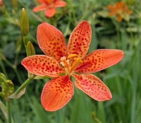 Lily flowers dangerous to cats. A-Z List of Houseplants That Are Poisonous to Your Cats ...