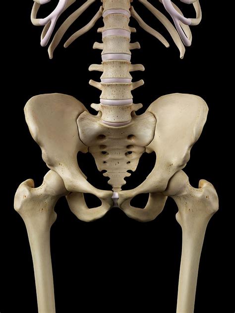 Human Hip Bone Photograph By Sciepro Fine Art America