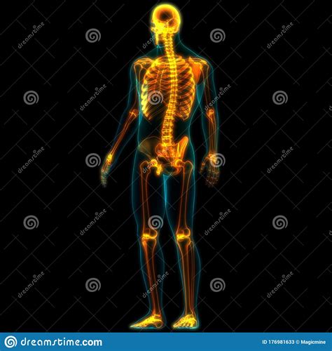 Menschliche Skelettsystem Knochengelenkanatomie Stock Abbildung