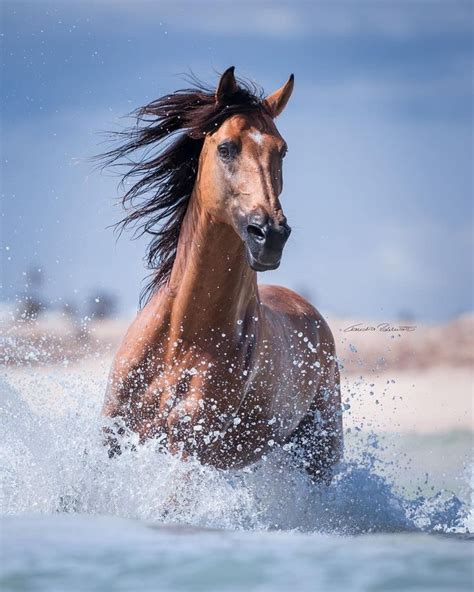 Beautiful Horses Breeds Horse Breeds Horses Beautiful Horses