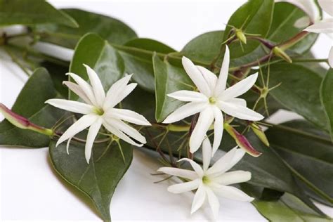 5 Angel Wing Jasmine Seeds Rare Tree Tropical Fragrant Flower Perennial