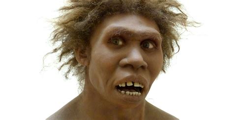 Study Human Ancestor Homo Erectus Had The Stocky Chest Of A