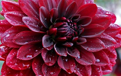 Download your favorite spring desktop image totally free! Makro Flowers Dahlia Red Flowers Drops Water Hd Wallpaper ...