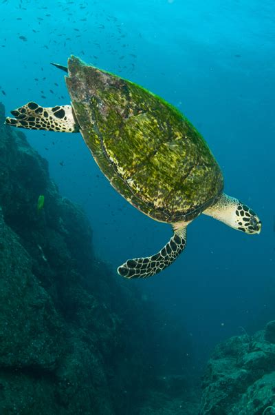 Hawksbill Sea Turtle Koh Chang Nature Koh Chang Nature