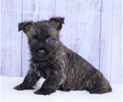View Ad Cairn Terrier Puppy For Sale Near Ohio Fredericksbg Usa Adn