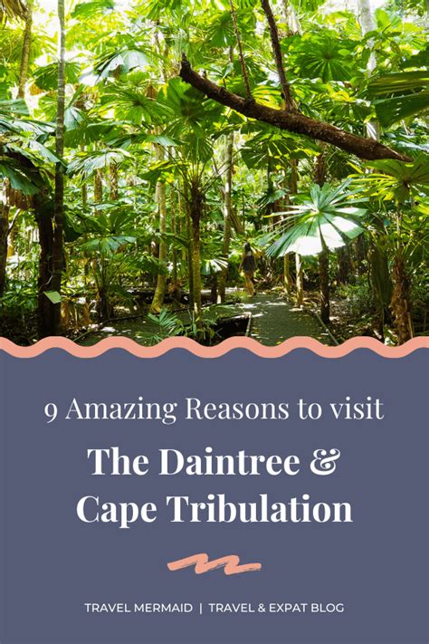9 Amazing Reasons To Visit The Daintree Rainforest And Cape Tribulation