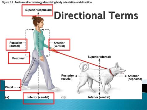 Anatomy Directional Terms Activity Anatomical Charts