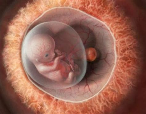 Etapas En El Desarrollo Embrionario Humano Vector Pre