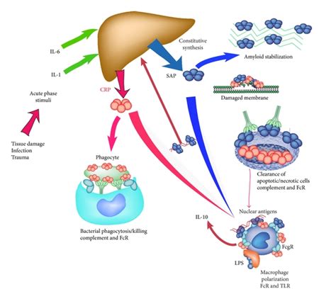 C reactive protein elevation can be caused by conditions other than inflammation and may reflect biologic aging. Figure 4 | Pentraxins: Structure, Function, and Role in ...