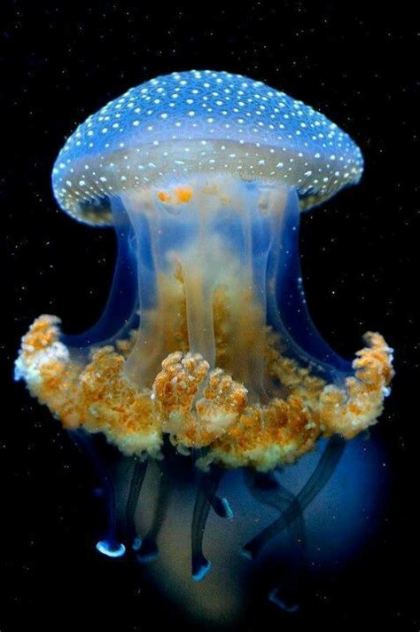 Amazing Jellyfish Ocean Creatures Ocean Animals Beautiful Sea Creatures
