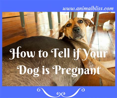 How To Tell If Your Dog Is Pregnant Signs And Symptoms