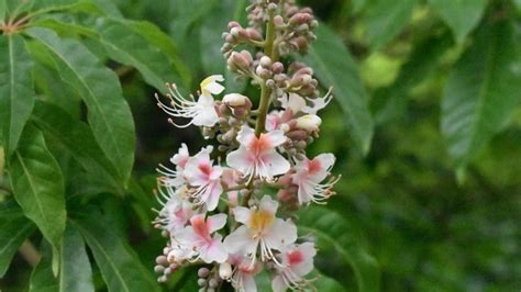 Aesculus Indica Seeds At Best Price In Dehradun By Horticultural Impex