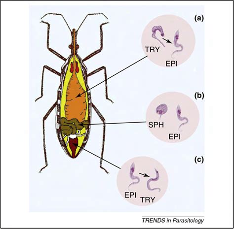 life cycle of trypanosoma cruzi in the gut of the insect vector after download scientific
