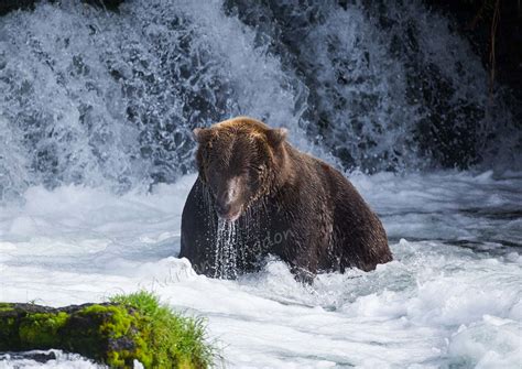 images-naturally!: Alaska ..... Alaskan Brown Bears at Brooks Falls ...