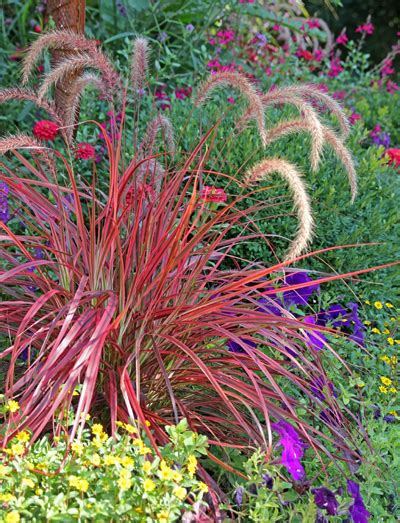 Pennisetum Variegated Red Fountain Grass Fireworks Sante Blog