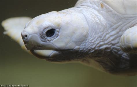 Turtlely All White Baby Albino Nick Named Alba By Zoo Visitors Is