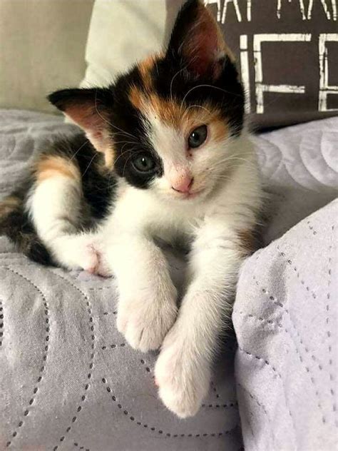 Calico Kittens Cutest Baby Cats Cute Baby Animals
