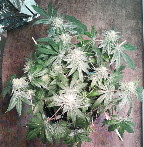 The Devils Harvest Seeds Kuchi Grow Diary Journal Week16 By Dodgyog Growdiaries