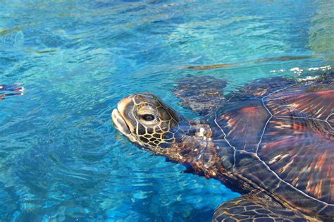 Green Sea Turtle Maui Ocean Center Hawaii A Photo On Flickriver