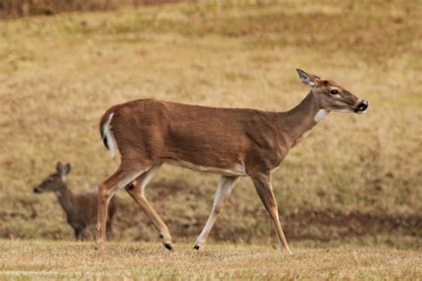 White Tail Deer Walking On Hill Free Stock Photo Public Domain Pictures