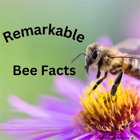 Bee Facts Uncovered Unraveling Natures Wonders Carolina Honeybees